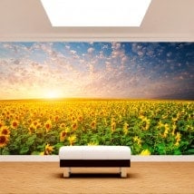 Girasoli di murales muro foto