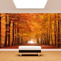 Foto muro murales strada ed alberi autumn