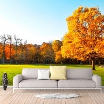 Fotomural alberi in autunno