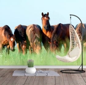 Murales in vinile cavalli nel campo