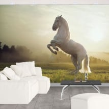 Murales vinile cavallo bianco