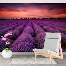 Murales in vinile tramonto nel campo di lavanda