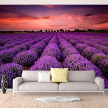 Carta da parati o murale paesaggio campi di lavanda al tramonto